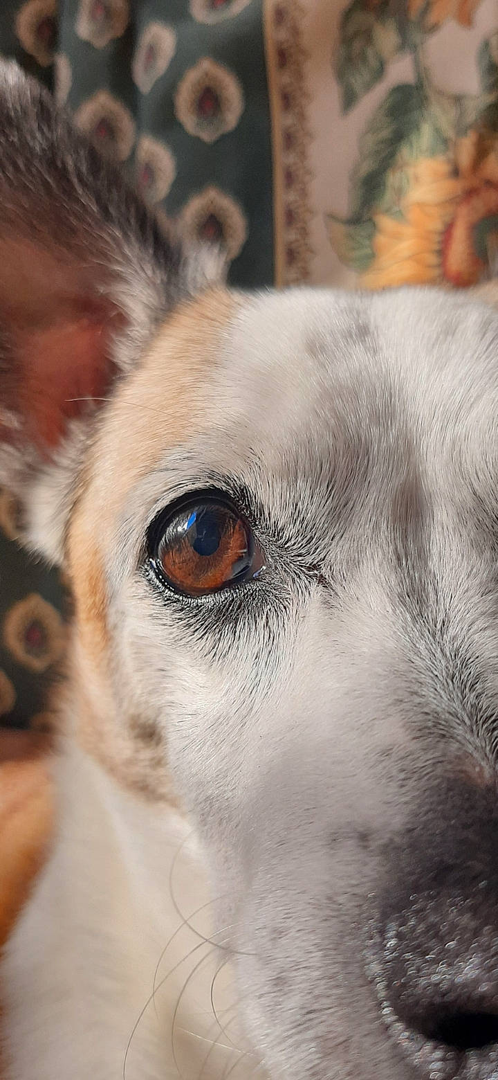 Tara participe au concours pour gagner de l'argent avec cette photo : ancient_dog_breeds, canidae, carnivore, close_up, collar, companion_dog, dog, dog_breed, ear, eyelash, fawn, fur, jaw, snout, sporting_group, terrestrial_animal, whiskers, wildlife, working_animal, working_dog