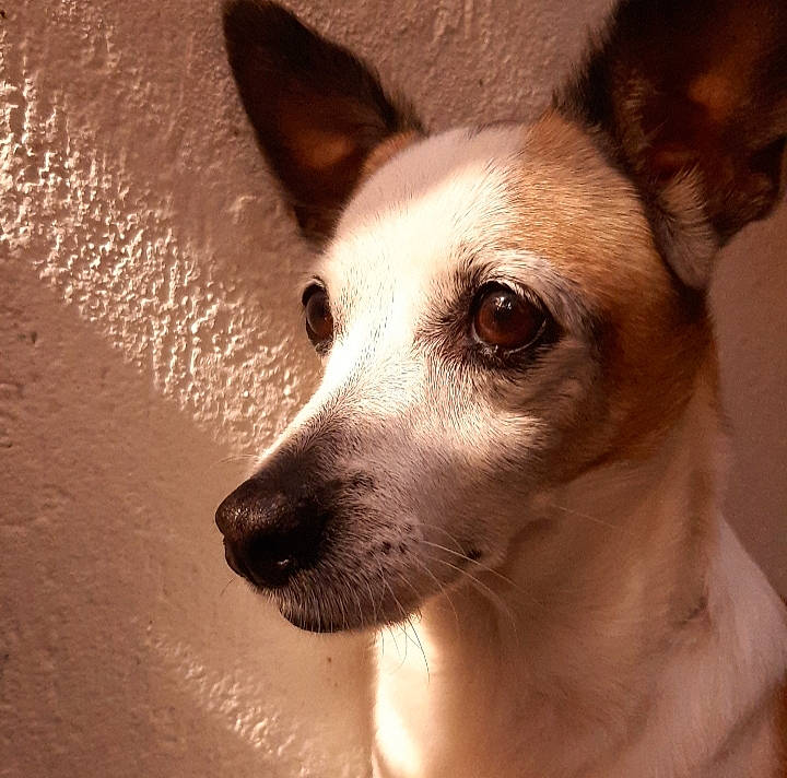 Tara a rejoint le concours — aidez-le/la à gagner de superbes lots ! ancient_dog_breeds, canidae, carnivore, collar, companion_dog, dog, dog_breed, dog_supply, ear, fawn, fur, head, irishjacks, non_sporting_group, sporting_group, terrestrial_animal, toy_dog, whiskers, working_animal