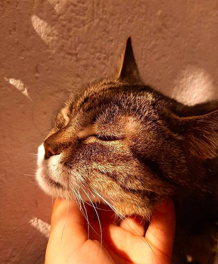 Cerise participe au concours pour gagner de l'argent avec cette photo : carnivore, cat, claw, domestic_short_haired_cat, fawn, felidae, fur, gesture, hand, paw, plant, sleep, small_to_medium_sized_cats, snout, tail, terrestrial_animal, whiskers, wildlife