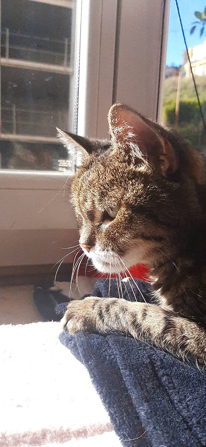 Cerise participe au concours pour gagner de l'argent avec cette photo : carnivore, cat, claw, comfort, domestic_short_haired_cat, fawn, felidae, fur, grass, mammal, paw, sitting, small_to_medium_sized_cats, snout, tail, terrestrial_animal, vertebrate, whiskers, wildlife, window