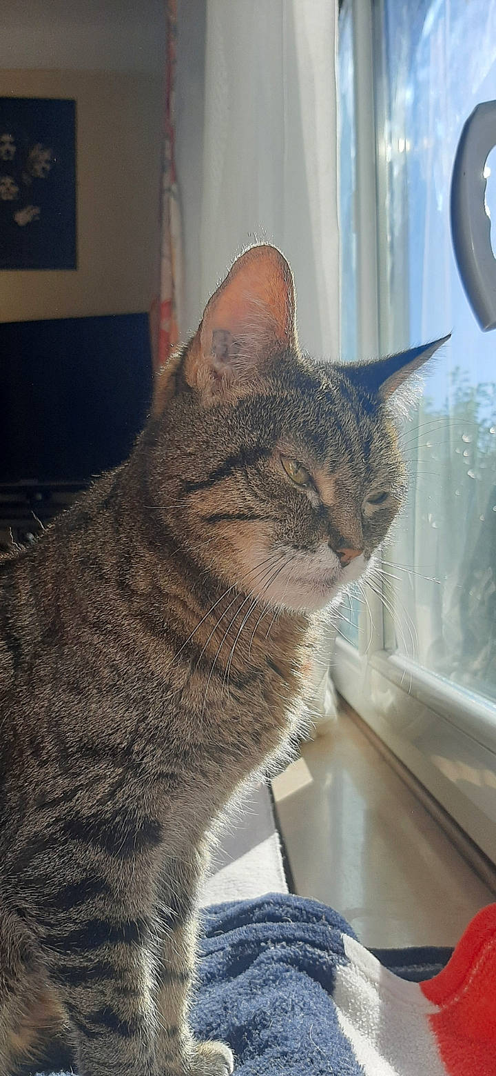 Cerise participe au concours pour gagner de l'argent avec cette photo : art, carnivore, cat, curtain, domestic_short_haired_cat, felidae, fur, sitting, small_to_medium_sized_cats, snout, tail, terrestrial_animal, tree, whiskers, window