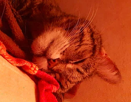 Cerise participe au concours pour gagner de l'argent avec cette photo : carmine, carnivore, cat, cat_supply, claw, comfort, domestic_short_haired_cat, eye, fawn, felidae, fur, liver, nap, paw, small_to_medium_sized_cats, snout, tail, terrestrial_animal, whiskers, wood