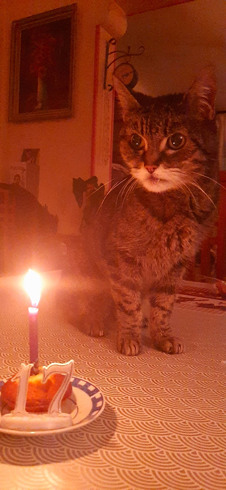 Cerise participe au concours pour gagner de l'argent avec cette photo : candle, carnivore, cat, domestic_short_haired_cat, event, felidae, fire, fur, heat, orange, paw, plate, small_to_medium_sized_cats, snout, tableware, tail, wax, whiskers, window, wood