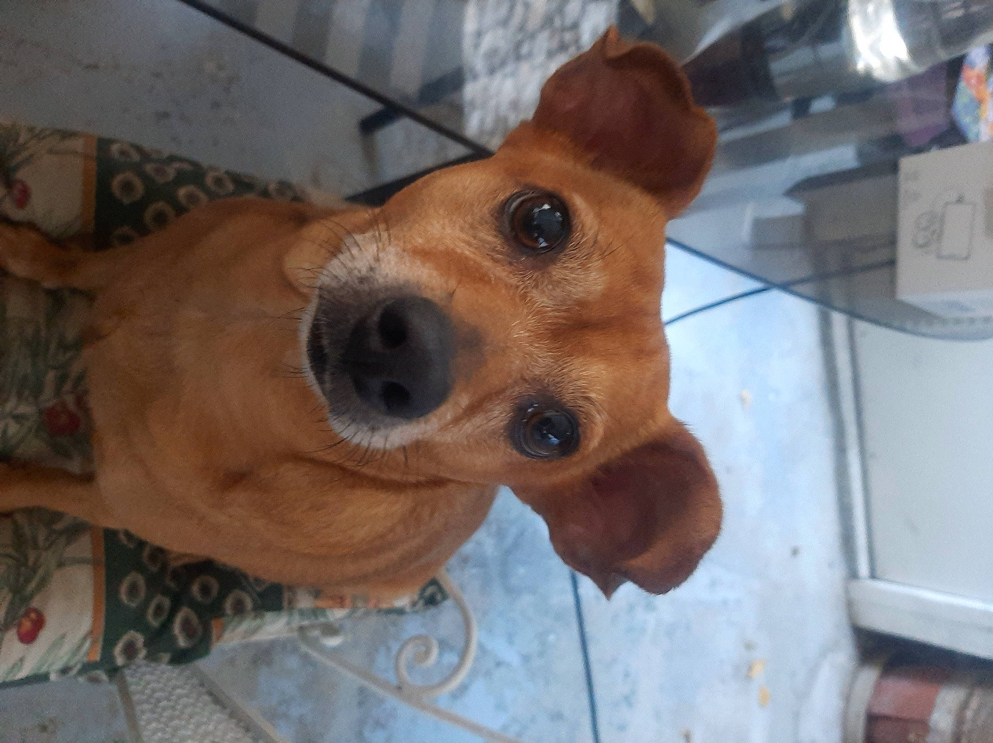 Lia a rejoint le concours — aidez-le/la à gagner de superbes lots ! canidae, carnivore, collar, companion_dog, dog, dog_breed, dog_supply, ear, fawn, fur, non_sporting_group, pet_supply, snout, sporting_group, whiskers, working_animal