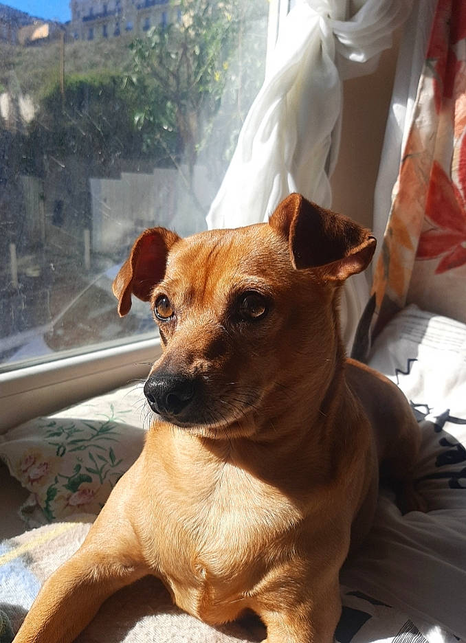 Lia a rejoint le concours — aidez-le/la à gagner de superbes lots ! canidae, carnivore, collar, companion_dog, dog, dog_breed, dog_collar, dog_supply, fawn, fur, plant, puppy, snout, sporting_group, toy_dog, tree, water, whiskers, window, working_animal