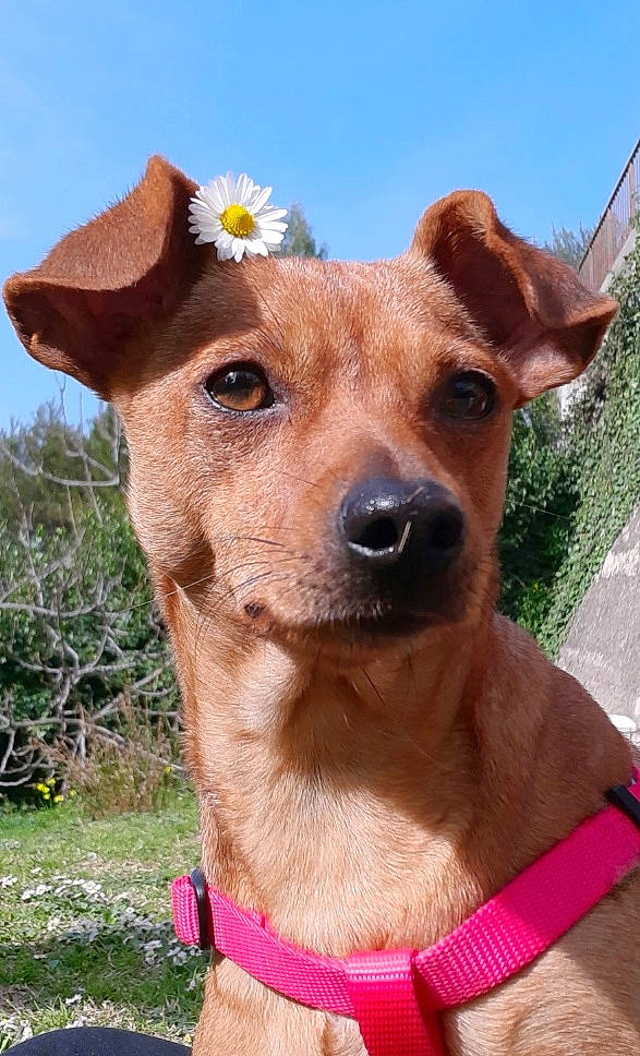 Lia participe au concours pour gagner de l'argent avec cette photo : canidae, carnivore, collar, companion_dog, dog, dog_breed, dog_collar, fawn, fur, grass, hat, liver, magenta, plant, sky, snout, sporting_group, sunglasses, whiskers, working_animal