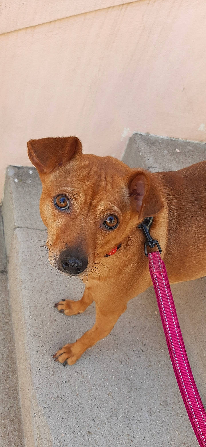 Lia a rejoint le concours — aidez-le/la à gagner de superbes lots ! ancient_dog_breeds, canidae, carnivore, collar, companion_dog, dog, dog_breed, dog_collar, ear, fawn, fur, liver, non_sporting_group, pet_supply, puppy, snout, sporting_group, terrestrial_animal, whiskers, working_animal