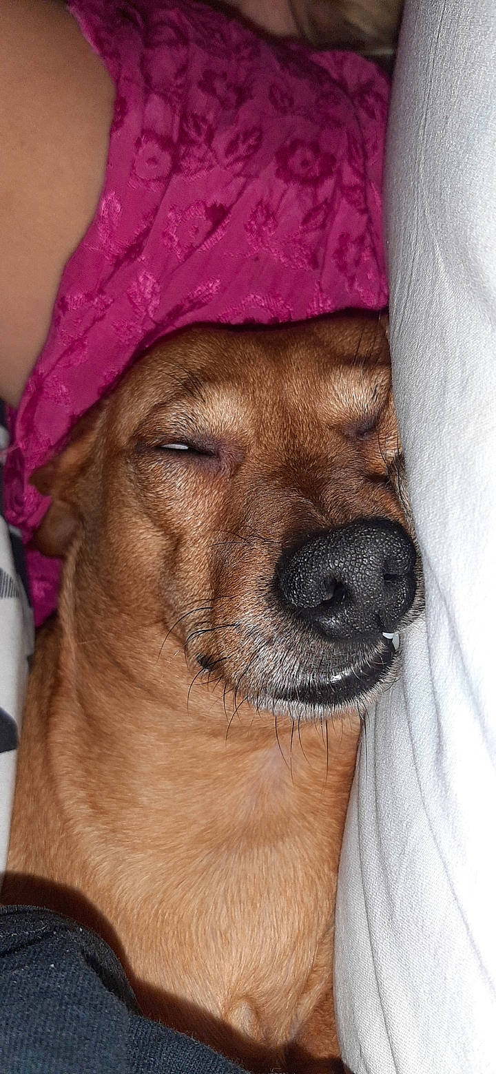 Lia a rejoint le concours — aidez-le/la à gagner de superbes lots ! cap, carnivore, close_up, companion_dog, dog, dog_breed, eye, eyelash, facial_hair, fashion_accessory, fawn, fur, hat, liver, magenta, snout, sun_hat, whiskers, working_animal, wrinkle