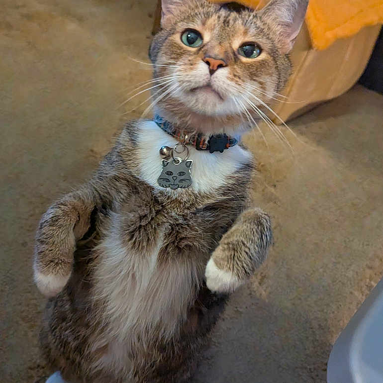 Toodles is registered to the contest to win money with this photo: animal, brown, carpet, cat, cat_house, cat_tag, collar, curious, cute, domestic, ears, feline, fur, indoor, pet, playful, standing, tabby, whiskers, white_paws