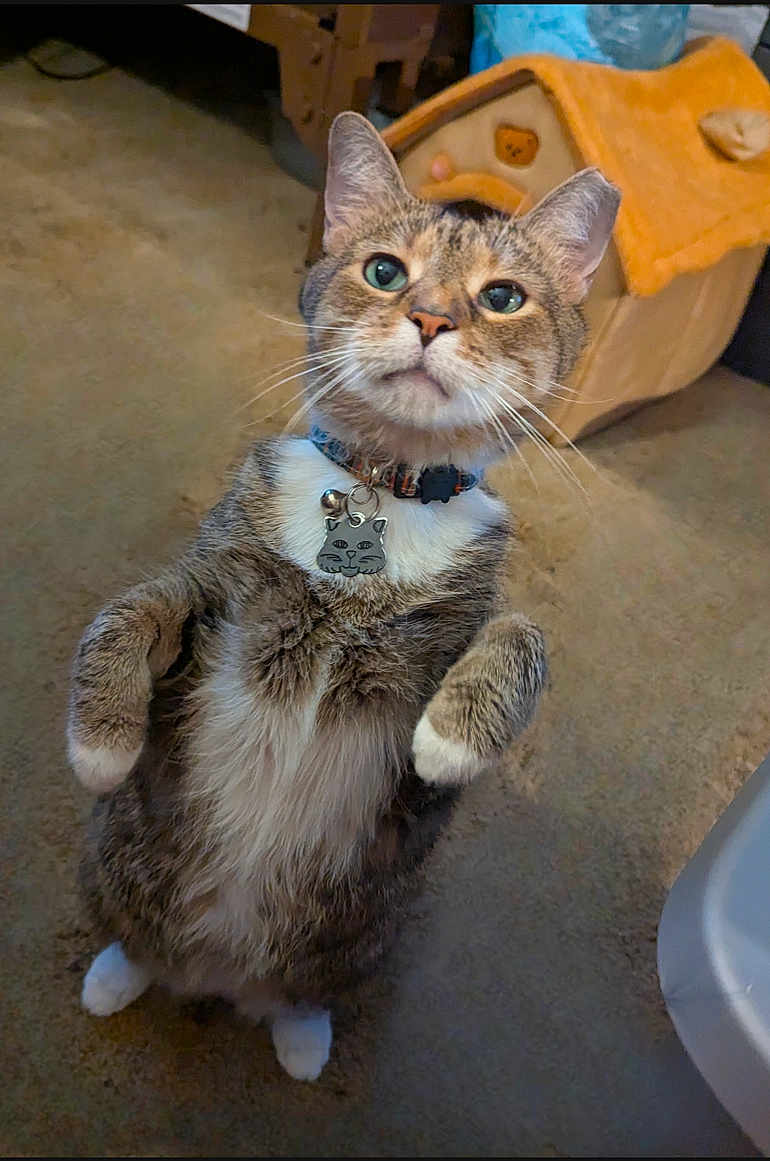 Toodles is registered to the contest to win money with this photo: cat, tabby, standing, indoor, carpet, collar, cat_tag, pet, fur, whiskers, ears, cat_house, brown, white_paws, cute, curious, animal, domestic, feline, playful