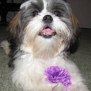 Trixie joined the competition — help win amazing prizes! animal, black_fur, brown_fur, carpet, cute, dog, face, flower, fluffy, fur, happy, indoor, nose, pet, playful, purple_flower, small_dog, smiling, tongue, white_fur