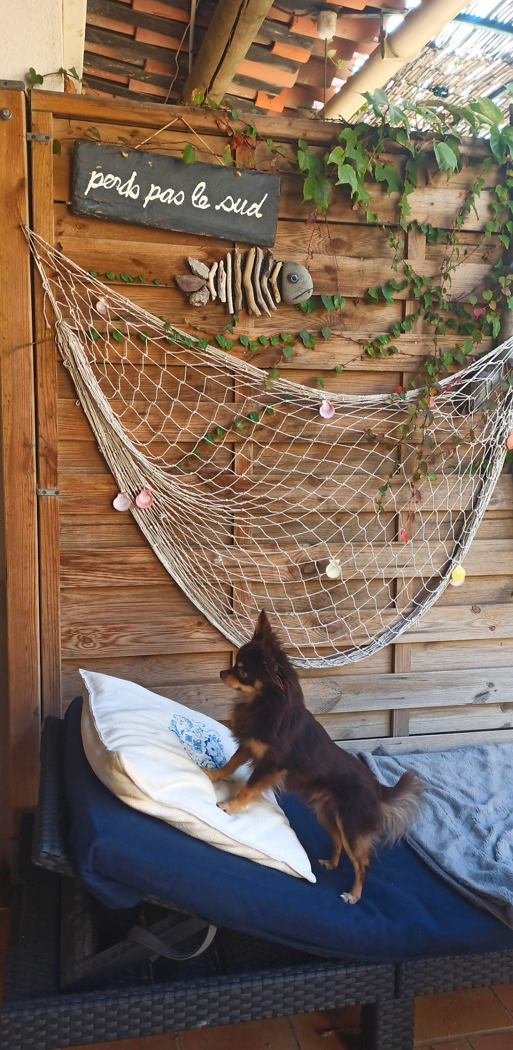 Nash a rejoint le concours — aidez-le/la à gagner de superbes lots ! basket, cage, carnivore, comfort, dog, dog_breed, domestic_short_haired_cat, fawn, felidae, guard_dog, hardwood, mesh, pet_supply, rope, small_to_medium_sized_cats, tail, whiskers, wicker, window, wood