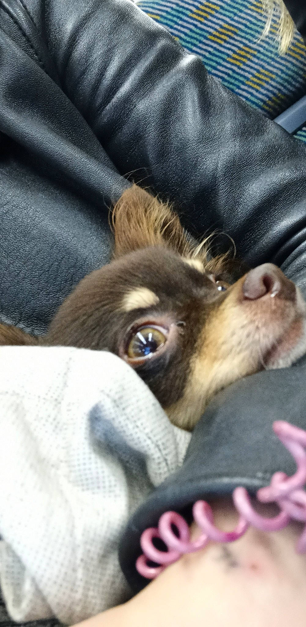 Nash a rejoint le concours — aidez-le/la à gagner de superbes lots ! canidae, carnivore, comfort, companion_dog, couch, dog, dog_breed, ear, fawn, felidae, fur, human_leg, liver, paw, snout, sporting_group, toy_dog, whiskers, working_animal, wrinkle