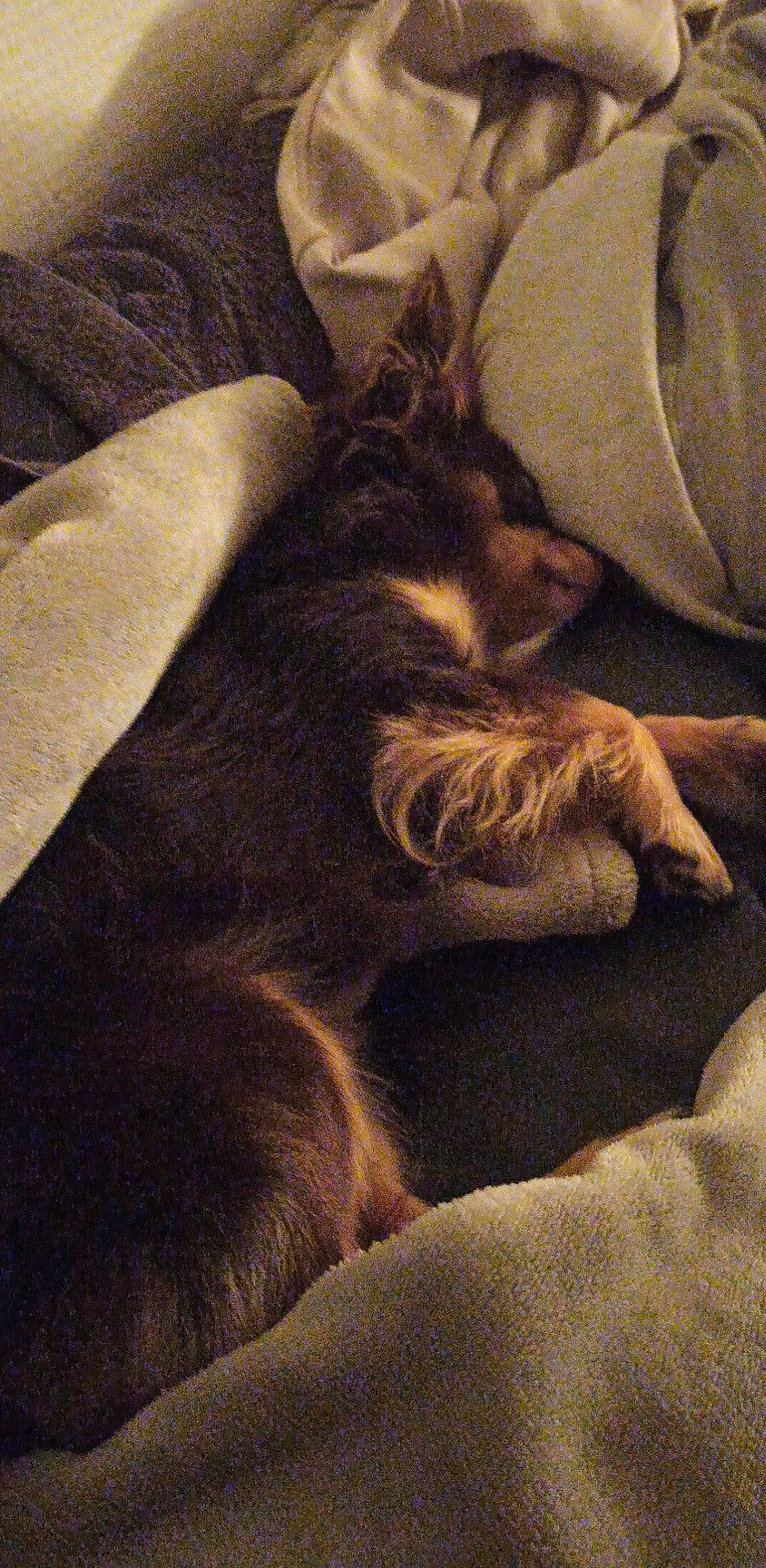 Nash a rejoint le concours — aidez-le/la à gagner de superbes lots ! carnivore, cat, cloud, comfort, companion_dog, dog_breed, domestic_short_haired_cat, fawn, felidae, fur, grey, human_leg, linens, paw, sky, small_to_medium_sized_cats, snout, tail, tints_and_shades, whiskers