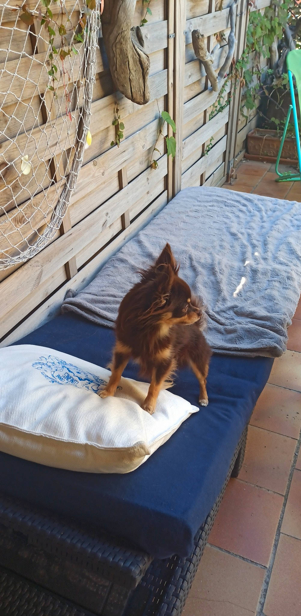 Nash participe au concours pour gagner de l'argent avec cette photo : canidae, carnivore, cat, comfort, companion_dog, dog_breed, fawn, felidae, fence, grass, hardwood, leisure, outdoor_furniture, plant, small_to_medium_sized_cats, sporting_group, tail, whiskers, window, wood