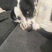 Winston is registered to the contest to win money with this photo: dog, black_and_white, couch, pet, indoor, fur, animal, closeup, relaxed, canine, looking, face, paw, resting, cozy, home, domestic, companion, cute, furniture