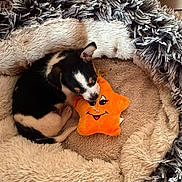 Bulle a rejoint le concours — aidez-le/la à gagner de superbes lots ! puppy, dog, black_and_white, sleeping, curled_up, plush_bed, pet_bed, stuffed_toy, star_toy, orange_toy, indoors, cozy, fluffy, fur, small_dog, animal, playful, resting, cute, portrait