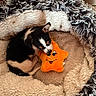 puppy, dog, black_and_white, sleeping, curled_up, plush_bed, pet_bed, stuffed_toy, star_toy, orange_toy, indoors, cozy, fluffy, fur, small_dog, animal, playful, resting, cute, portrait