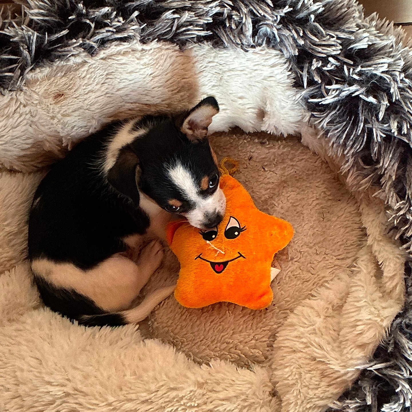 Bulle a rejoint le concours — aidez-le/la à gagner de superbes lots ! puppy, dog, black_and_white, sleeping, curled_up, plush_bed, pet_bed, stuffed_toy, star_toy, orange_toy, indoors, cozy, fluffy, fur, small_dog, animal, playful, resting, cute, portrait