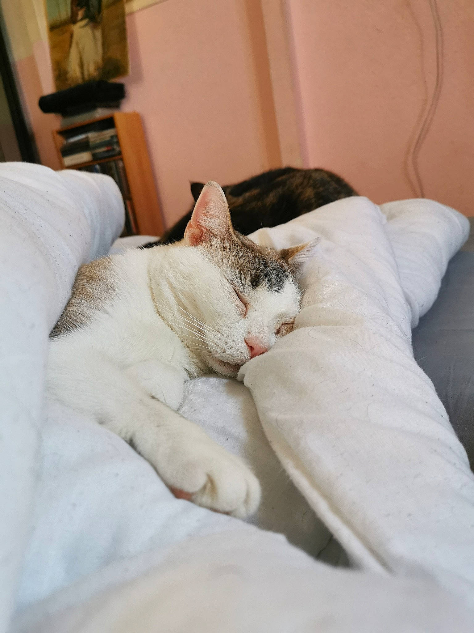 Olaf participe au concours pour gagner de l'argent avec cette photo : burmilla, carnivore, cat, comfort, felidae, fur, kitten, nap, room, sleep, small_to_medium_sized_cats, whiskers