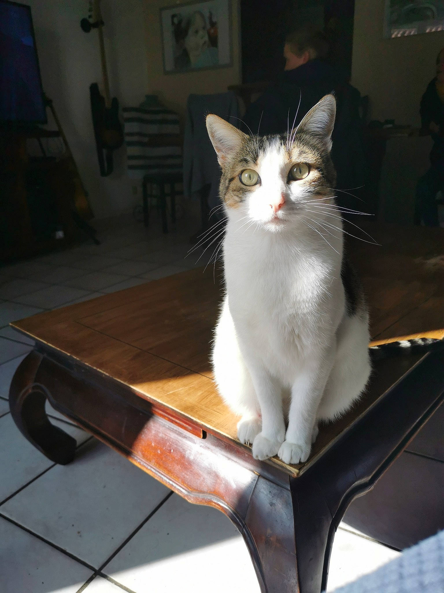 Nina participe au concours pour gagner de l'argent avec cette photo : aegean_cat, asian, carnivore, cat, domestic_short_haired_cat, felidae, kitten, small_to_medium_sized_cats, tail, turkish_angora, turkish_van, whiskers