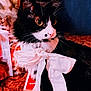 cat, black_and_white, bow, pet, animal, whiskers, feline, closeup, indoor, portrait, cute, sitting, fur, decor, soft_lighting, orange_tint, domestic, focused, fluffy, eyes