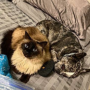 Diamond joined the competition — help win amazing prizes! cat, dog, bed, pillow, striped_bedspread, siamese_cat, speckled_dog, flip_flop, pet, cozy, indoor, furry, resting, animal, close_up, cute, domestic, companions, relaxed, looking_up