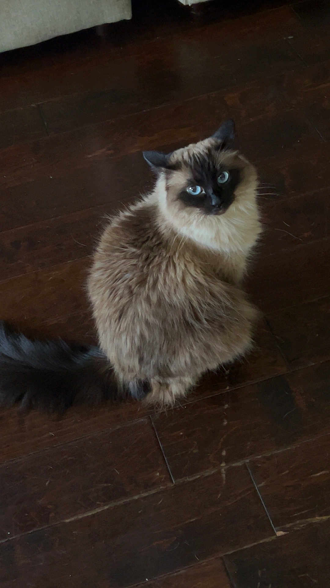 Diamond joined the competition — help win amazing prizes! cat, blue_eyes, fluffy, sitting, indoor, wooden_floor, pet, feline, curious, long_hair, animal, domestic, looking_up, brown, black, tail, ears, whiskers, soft_fur, house