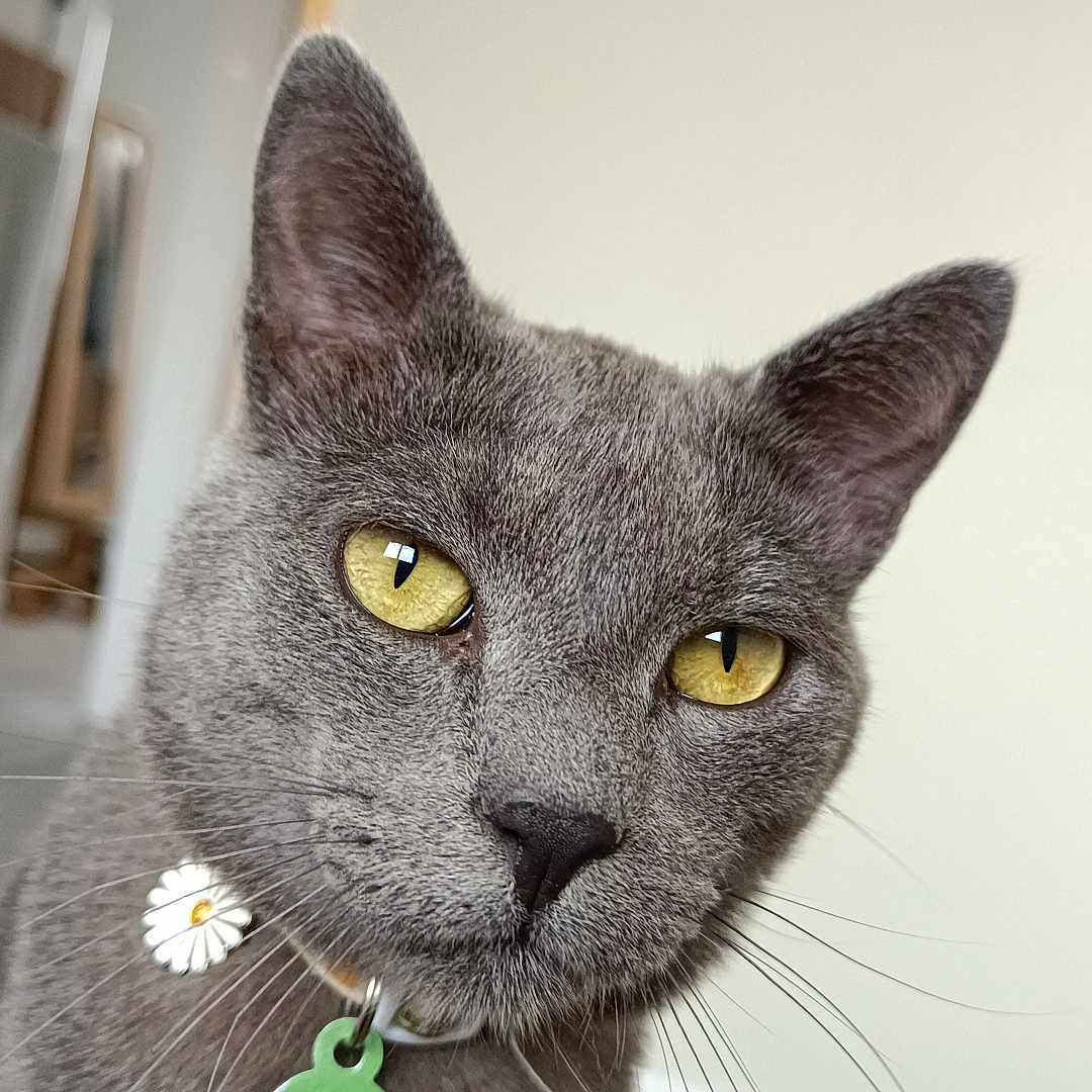 Ino participe au concours pour gagner de l'argent avec cette photo : alert, animal, cat, close_up, collar, cute, daisy_charm, domestic_cat, face, feline, fur, gray_cat, house, indoor, looking, pet, portrait, tag, whiskers, yellow_eyes