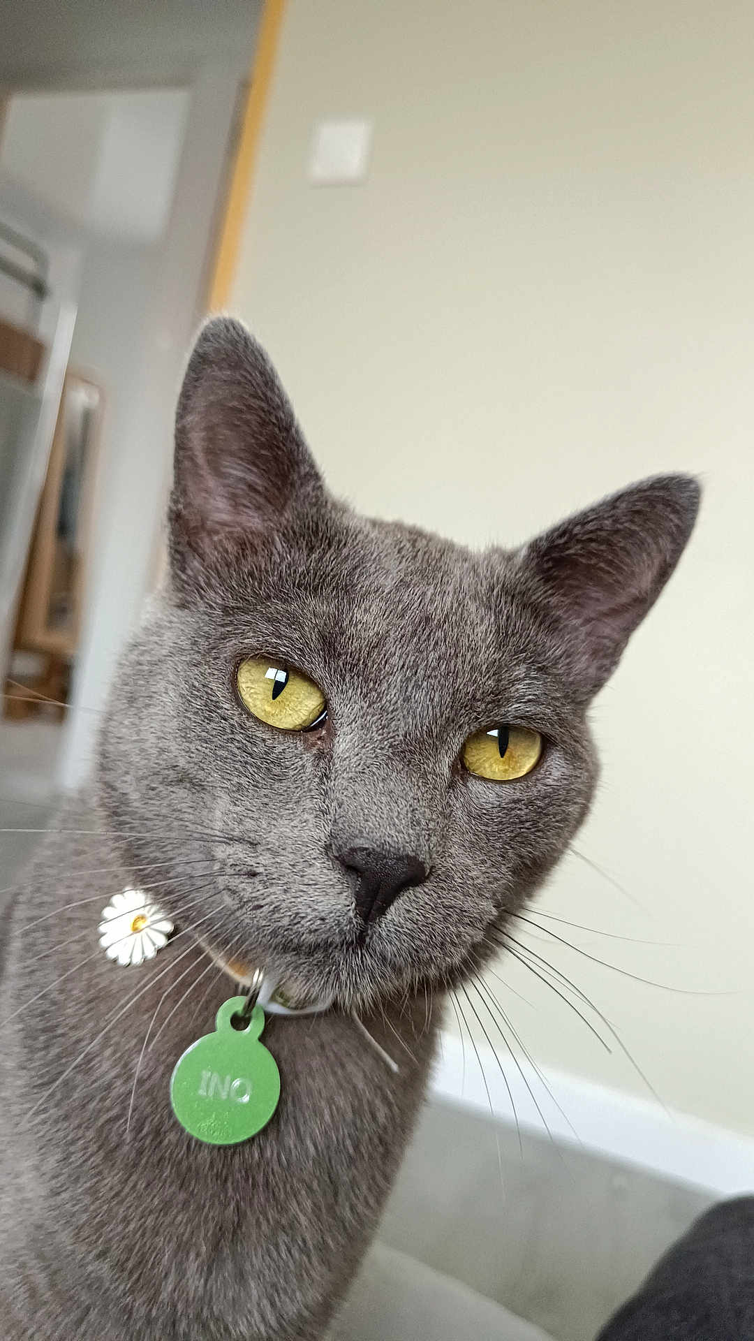 Ino participe au concours pour gagner de l'argent avec cette photo : cat, gray_cat, yellow_eyes, close_up, indoor, collar, pet, feline, whiskers, daisy_charm, tag, domestic_cat, face, portrait, animal, cute, fur, alert, looking, house