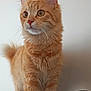 alert, animal, cat, closeup, cute, domestic_animal, ears, eyes, feline, fur, indoor, mammal, nose, orange_tabby, pet, portrait, soft_lighting, standing, tail, whiskers