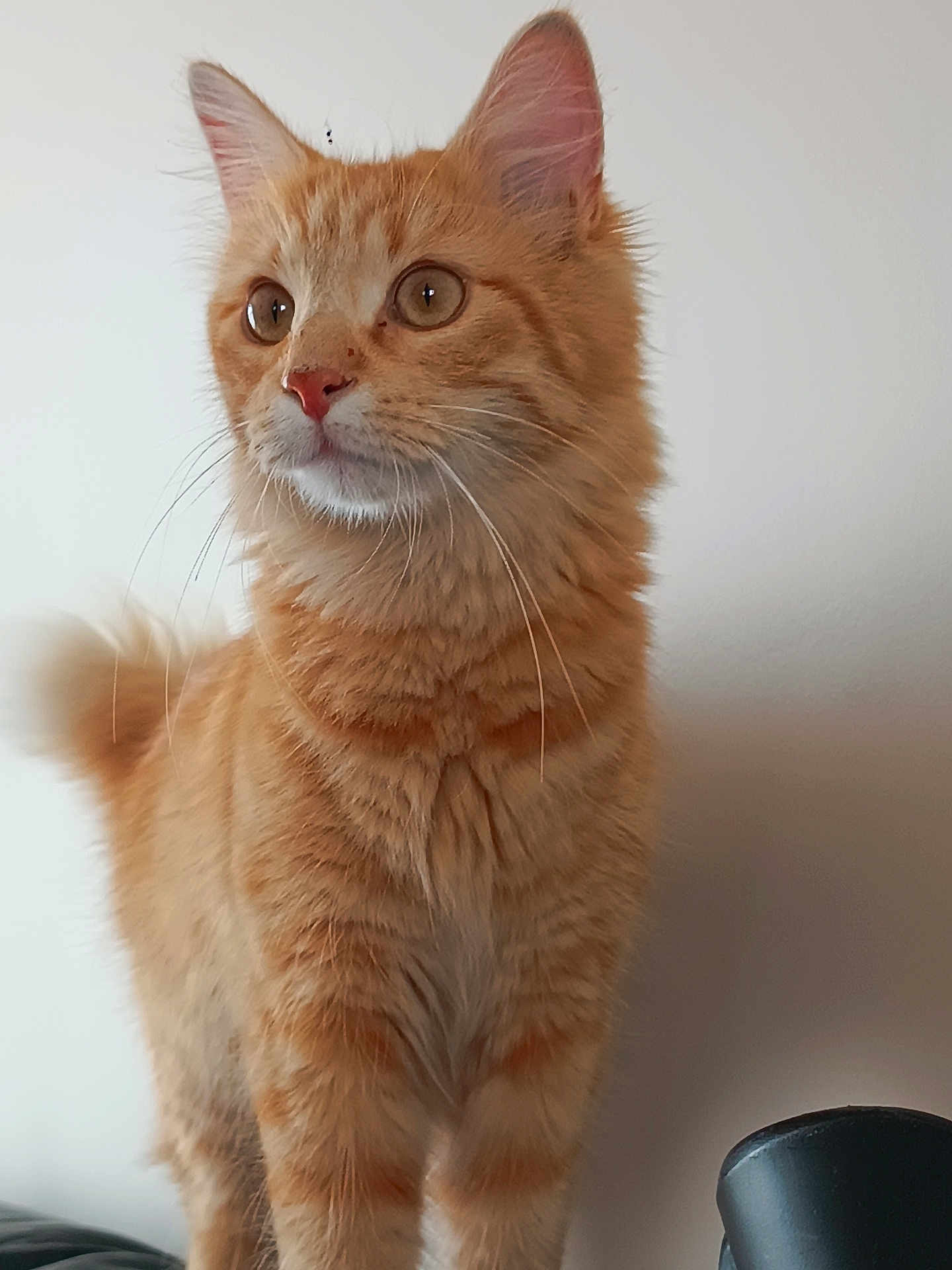 Zia a rejoint le concours — aidez-le/la à gagner de superbes lots ! alert, animal, cat, closeup, cute, domestic_animal, ears, eyes, feline, fur, indoor, mammal, nose, orange_tabby, pet, portrait, soft_lighting, standing, tail, whiskers