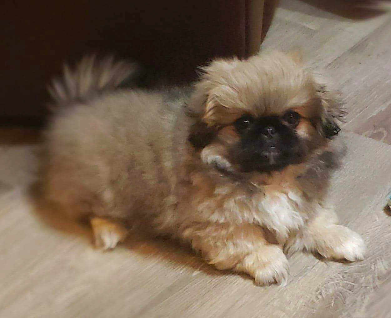 Milo