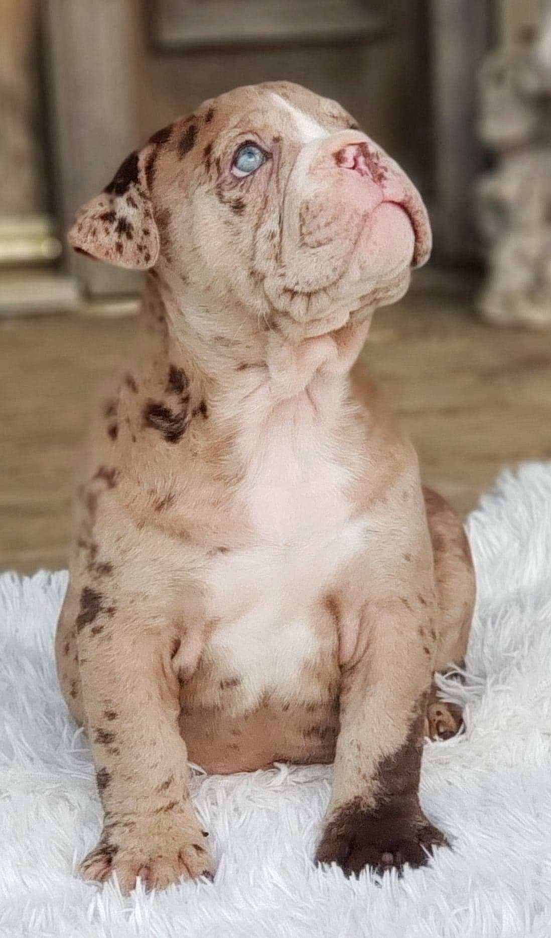 Mars joined the competition — help win amazing prizes! american_bulldog, canidae, carnivore, dog, dog_breed, dogue_de_bordeaux, fawn, great_dane, mammal, non_sporting_group, pit_bull, puppy, rare_breed_dog, sporting_group, vertebrate