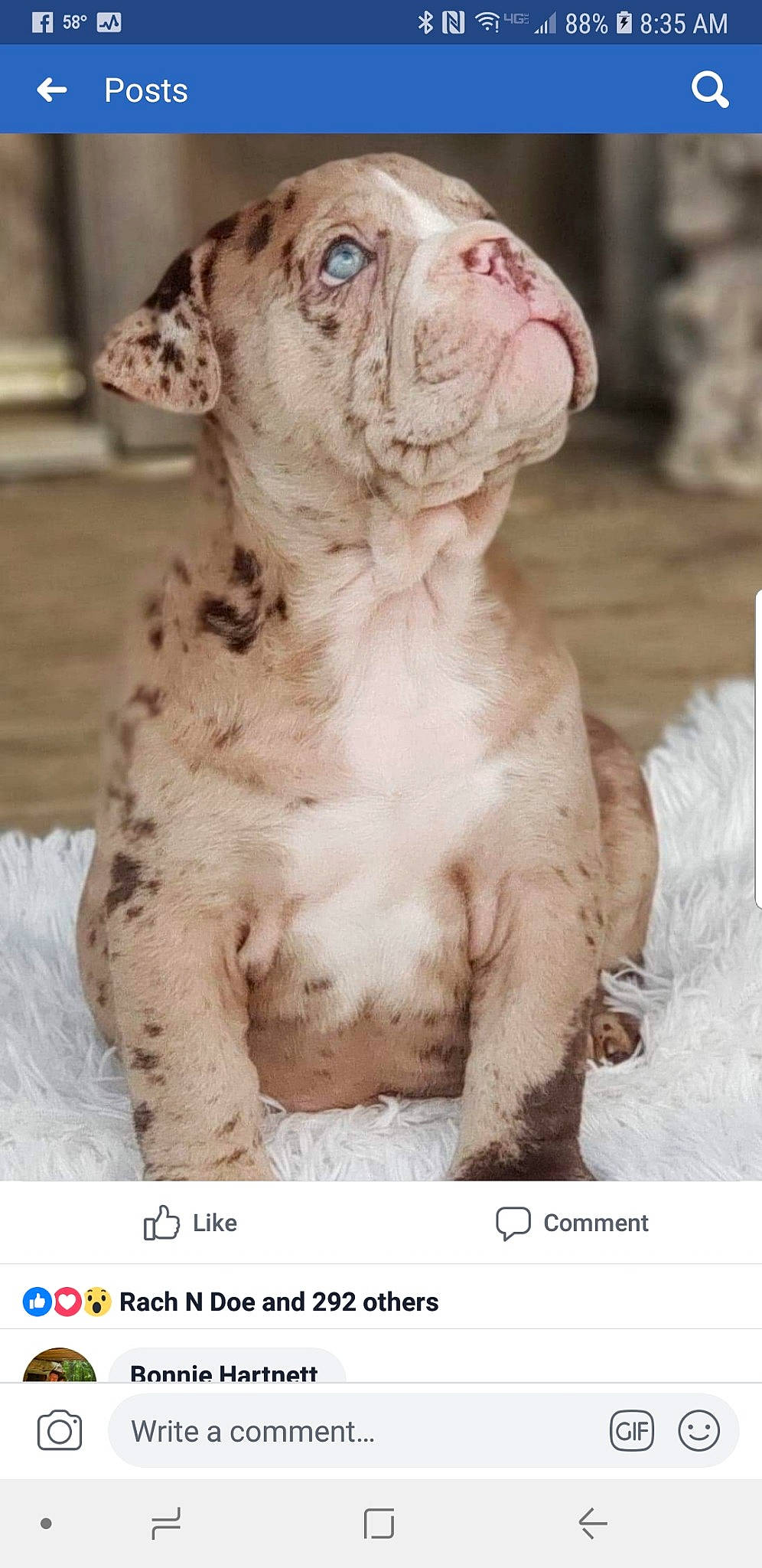 Mars joined the competition — help win amazing prizes! american_bulldog, canidae, carnivore, dog, dog_breed, dogue_de_bordeaux, fawn, mammal, non_sporting_group, pit_bull, puppy, rare_breed_dog