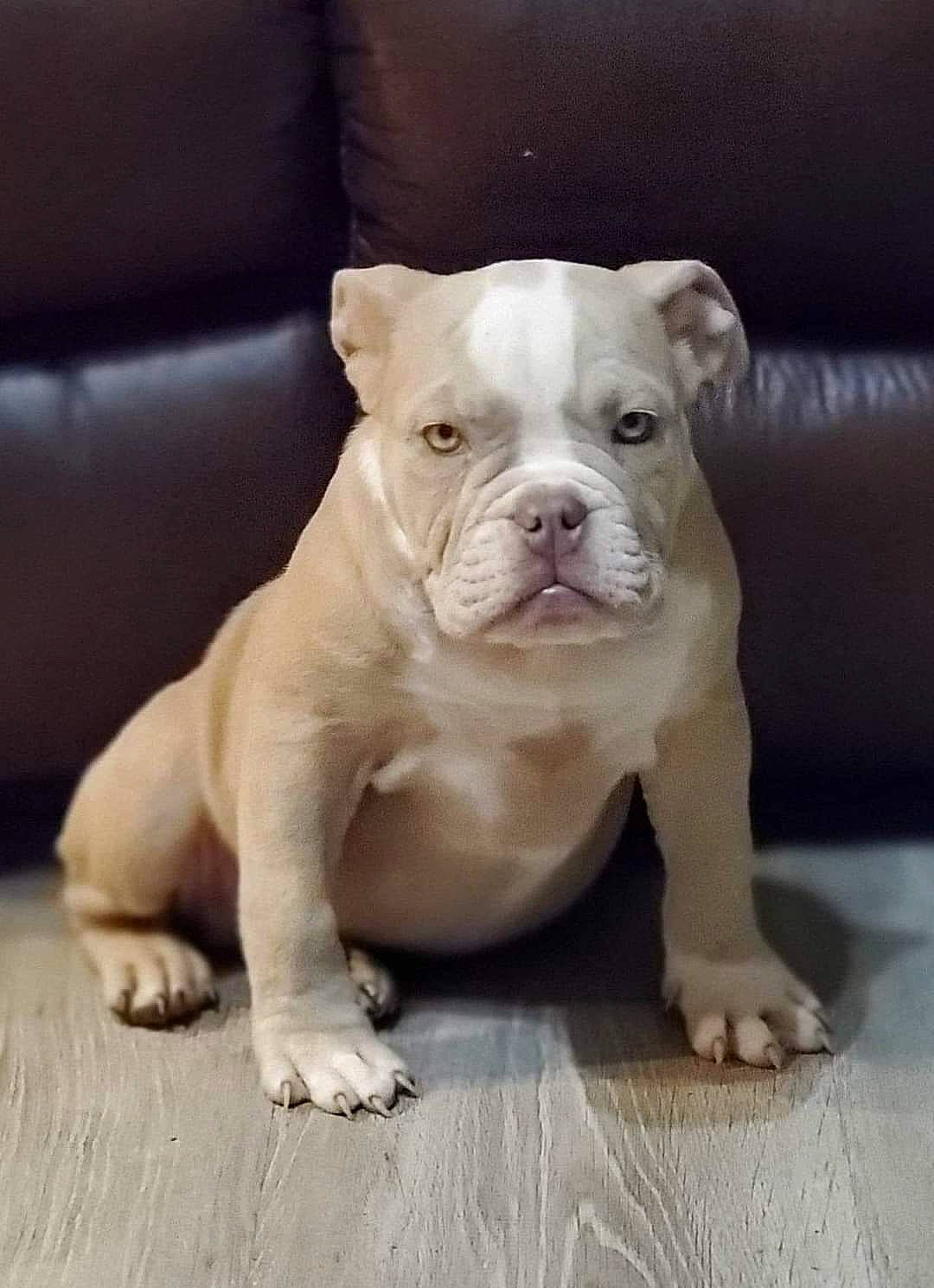 Deacon is registered to the contest to win money with this photo: american_bulldog, american_pit_bull_terrier, australian_bulldog, bulldog, canidae, carnivore, companion_dog, dog, dog_breed, dorset_olde_tyme_bulldogge, fawn, mammal, non_sporting_group, old_english_bulldog, puppy, rare_breed_dog, snout, toy_bulldog, valley_bulldog, vertebrate