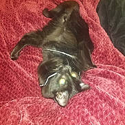 Tippsy joined the competition — help win amazing prizes! black_cat, cat, pet, animal, glasses, red_blanket, fabric, lying_down, indoor, playful, funny, cute, feline, whiskers, ears, eyes, fur, relaxed, domestic, cozy