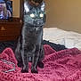 Tippsy joined the competition — help win amazing prizes! cat, black_cat, indoor, blanket, bed, furniture, television, person_on_tv, ears, whiskers, flash_reflection, home, living_room, wooden_furniture, cushion, sitting, pet, animal, domestic_animal, cozy