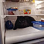 Tippsy is registered to the contest to win money with this photo: cat, black_cat, fridge, refrigerator, food_container, plastic_container, shelf, indoor, pet, animal, curious, feline, domestic_animal, storage, kitchen, cooling_appliance, resting, curiosity, household, mystery_cat