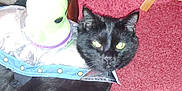 Tippsy is registered to the contest to win money with this photo: black_cat, cat, pet, animal, indoor, carpet, red_carpet, plush_toy, alien_plush, costume, shiny_outfit, feline, domestic_cat, cute, closeup, flash_photography, whiskers, ears, eyes, resting