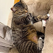 Milo is registered to the contest to win money with this photo: animal, cat, comfortable, cozy, cushion, cute, domestic, feline, fur, indoor, mammal, nap, paw, pet, relaxation, resting, sleeping, soft, tabby, whiskers