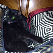 Midnight Aka Fatass joined the competition — help win amazing prizes!
