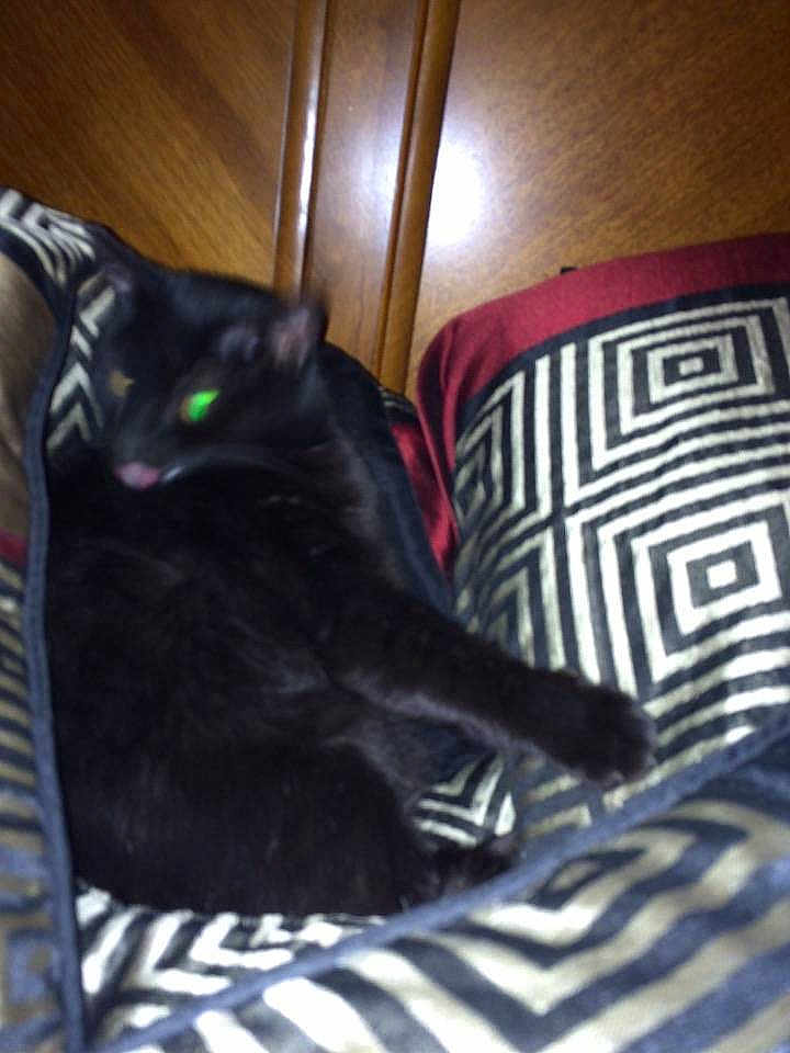 Midnight Aka Fatass