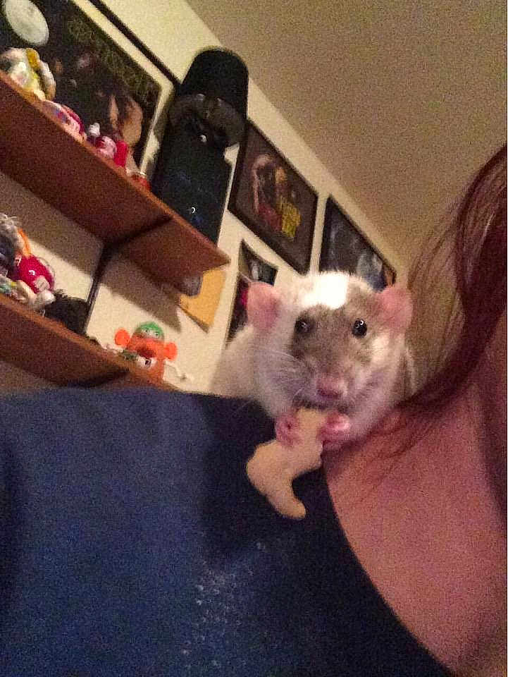 Isabella