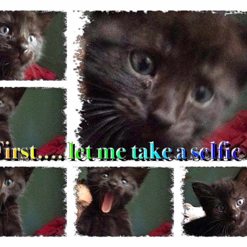 Rocket is registered to the contest to win money with this photo: