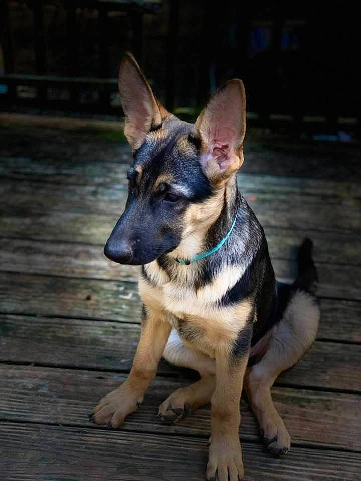 Zelda is registered to the contest to win money with this photo: canidae, carnivore, dog, dog_breed, dog_collar, east_european_shepherd, fawn, german_shepherd_dog, king_shepherd, kunming_wolfdog, mammal, old_german_shepherd_dog, police_dog, rare_breed_dog, shiloh_shepherd_dog, snout, vertebrate, working_dog