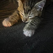 Moxie joined the competition — help win amazing prizes! kitten, cat, sleeping, paws, striped, fur, cozy, blanket, cute, animal, pet, resting, whiskers, closeup, indoors, adorable, feline, soft, young, nap