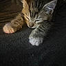 kitten, cat, sleeping, paws, striped, fur, cozy, blanket, cute, animal, pet, resting, whiskers, closeup, indoors, adorable, feline, soft, young, nap