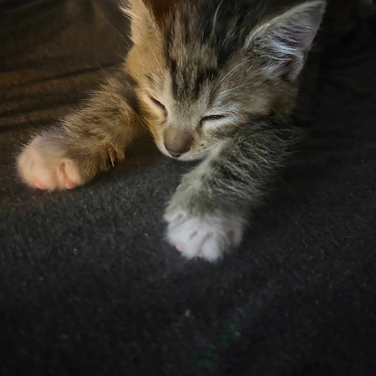 Moxie joined the competition — help win amazing prizes! kitten, cat, sleeping, paws, striped, fur, cozy, blanket, cute, animal, pet, resting, whiskers, closeup, indoors, adorable, feline, soft, young, nap