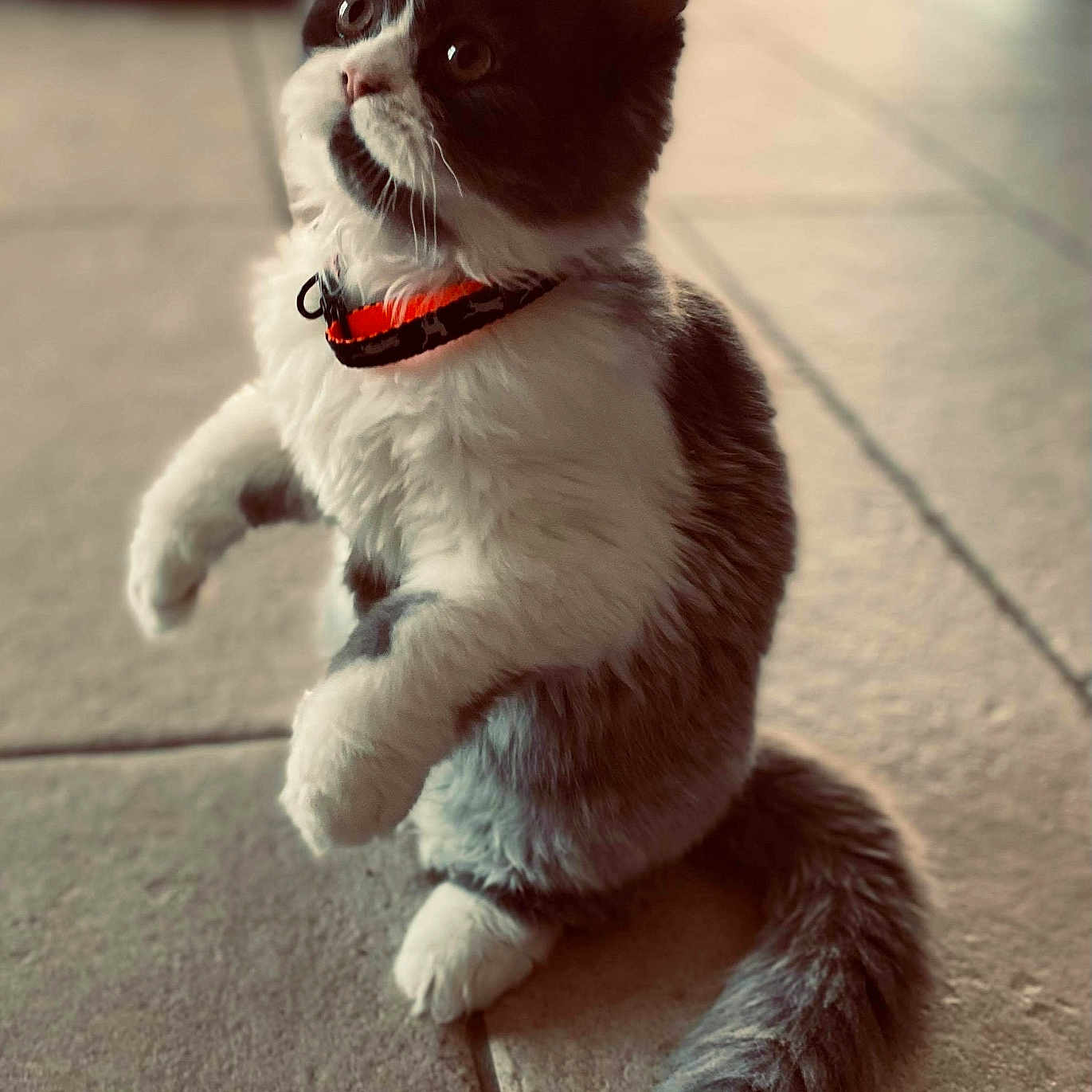 Snoppy
